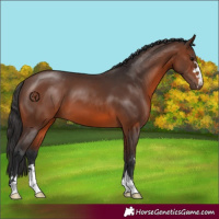 Horse Color:Brown 