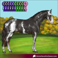 Horse Color:Liver Chestnut Sabino
