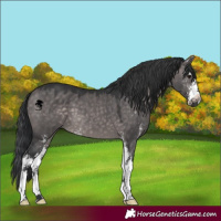 Horse Color:Platinum Brown Dun Sabino 