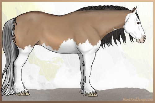 Horse Color:Bay Dun Splash 