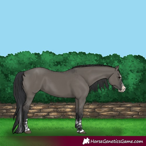 Horse Color:Grullo  and Grullo Splash 