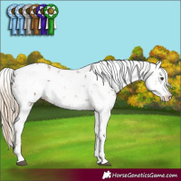 Horse Color:Chestnut Sabino 