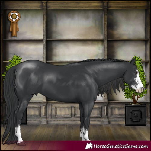 Horse Color:Black Sabino 
