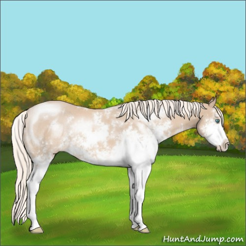 Horse Color:Cremello Sabino 