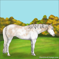 Horse Color:Cremello Sabino 