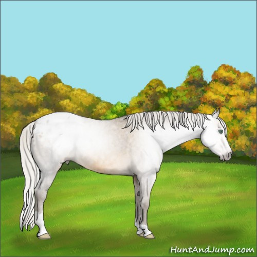 Horse Color:Gray Silver Sable Cream Champagne Sabino Blanket