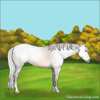 Horse Color:Gray Silver Sable Cream Champagne Sabino Appaloosa 