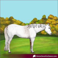 Horse Color:Gray Chestnut  and Gray Chestnut Frame 