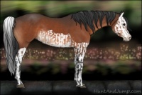 Horse Color:Bay  and Bay Splash 