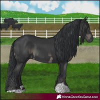 Horse Color:Black  and Black 