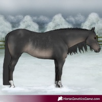 Horse Color:Black and Black Rabicano