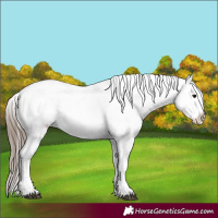 Horse Color:Black Splash Blanket 