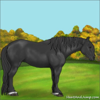 Horse Color:Black 
