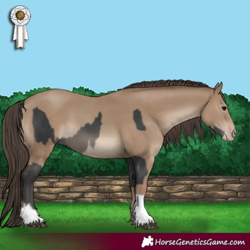 Horse Color:Black  and Classic Champagne 