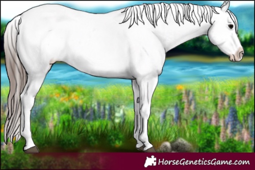 Horse Color:Blue Onyx Ice Splash Tobiano Appaloosa 