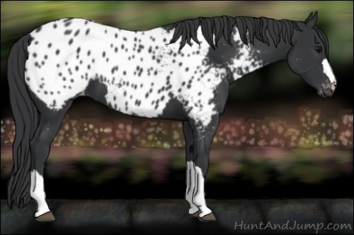Horse Color:Black Appaloosa 