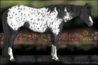 Horse Color:Black Appaloosa 