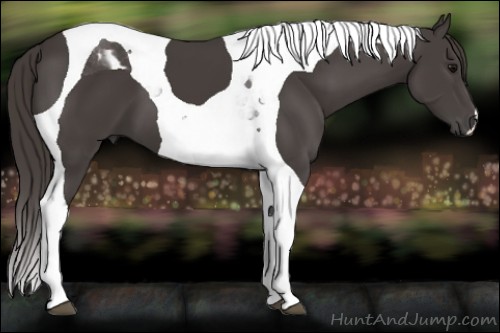 Horse Color:Smoky Black Tobiano