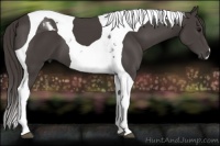 Horse Color:Smoky Black Tobiano