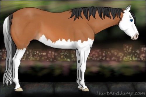 Horse Color:Bay Splash