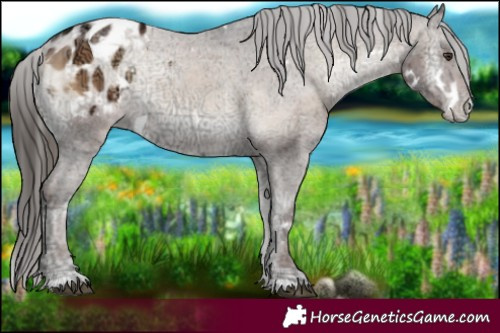 Horse Color:White Spotted Liver Red Onyx Ice Appaloosa