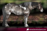 Horse Color:White Spotted Blue Onyx Ice