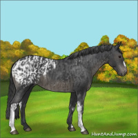 Horse Color:Black  and Black Appaloosa 