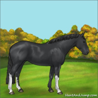 Horse Color:Black 