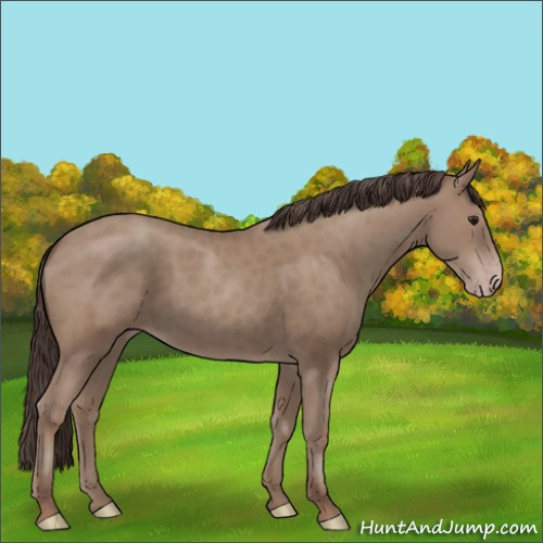 Horse Color:Classic Champagne Rabicano 