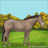Horse Color:Classic Champagne Rabicano 