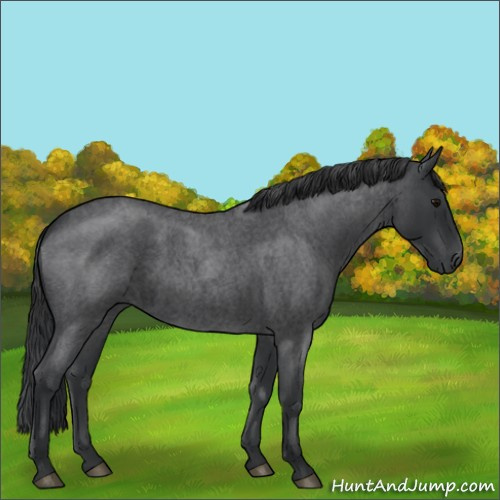 Horse Color:Blue Roan 