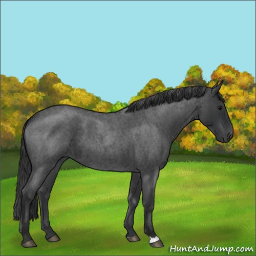 Horse Color:Blue Roan 