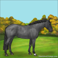 Horse Color:Blue Roan 