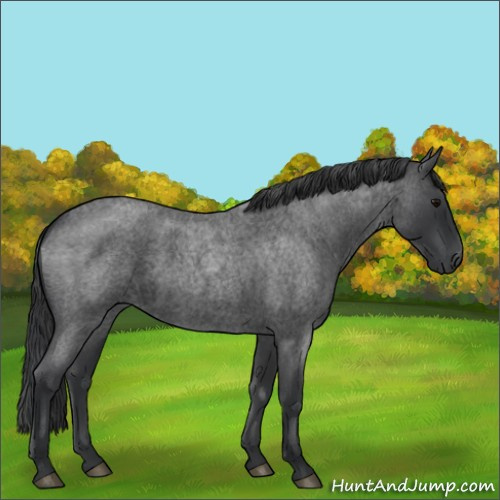Horse Color:Blue Roan 