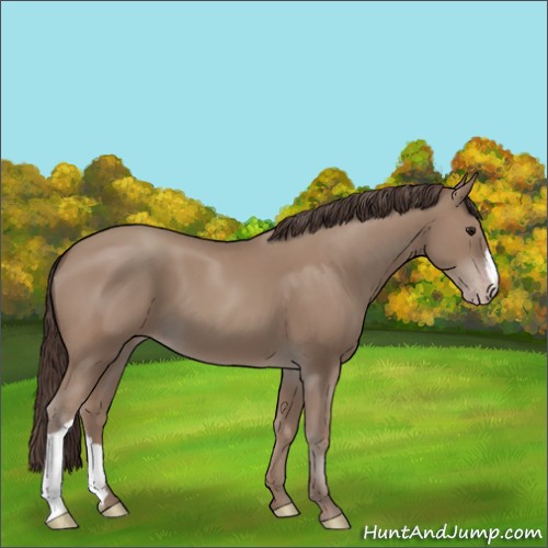 Horse Color:Classic Champagne