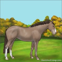 Horse Color:Classic Champagne 