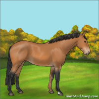 Horse Color:Bay 