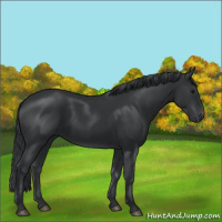 Horse Color:Black 