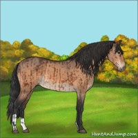 Horse Color:Bay  and Bay Dun 
