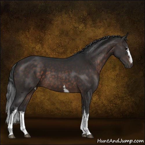 Horse Color:White Spotted Brown 