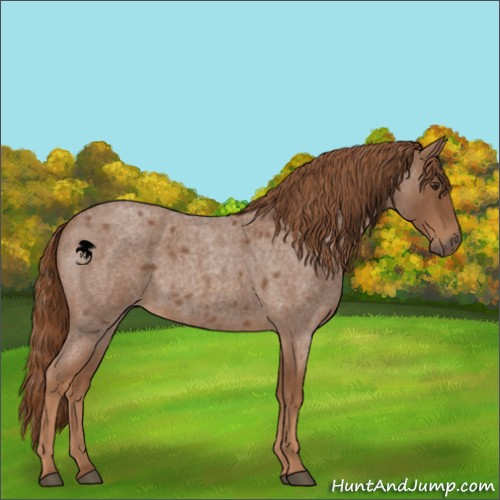 Horse Color:Red Roan 