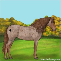 Horse Color:Red Roan 