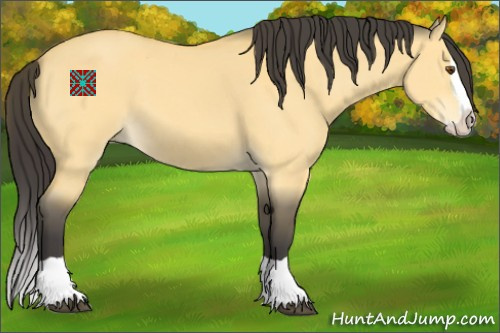 Horse Color:Buckskin Dun Splash 