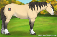 Horse Color:Buckskin Dun Splash 