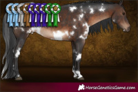 Horse Color:White Spotted Brown 