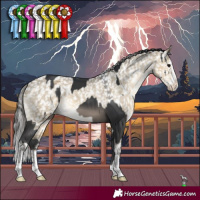 Horse Color:Black and Buckskin Dun Mushroom Splash Tobiano Appaloosa