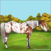 Horse Color:Bay  and Bay Appaloosa 