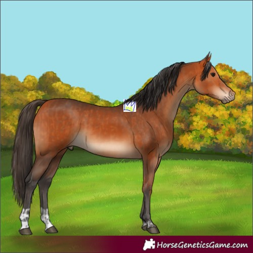 Horse Color:Bay  and Bay 
