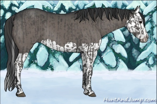 Horse Color:Grullo and Grullo Splash