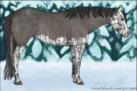 Horse Color:Grullo  and Grullo Splash 